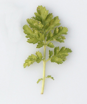 Piąty przykładowy produkt